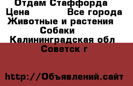 Отдам Стаффорда › Цена ­ 2 000 - Все города Животные и растения » Собаки   . Калининградская обл.,Советск г.